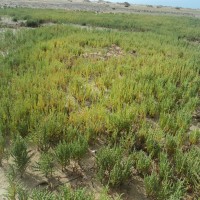 Salicornia brachiata Roxb.